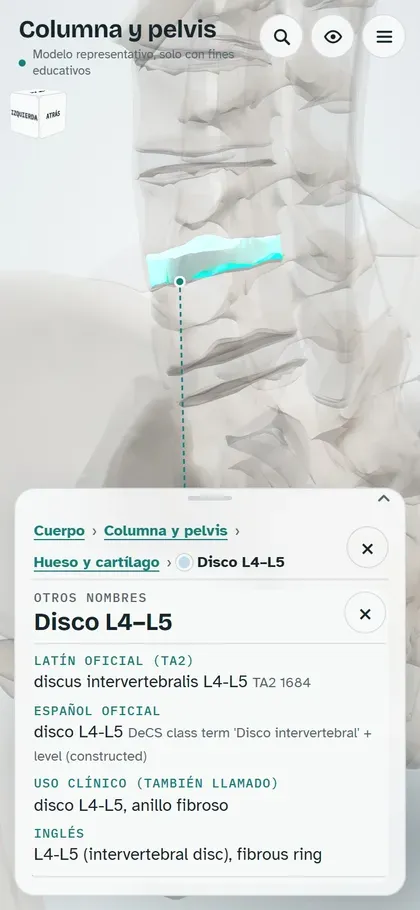 The app on a phone: the L4-L5 disc's card with its Latin, Spanish, clinical and English names.