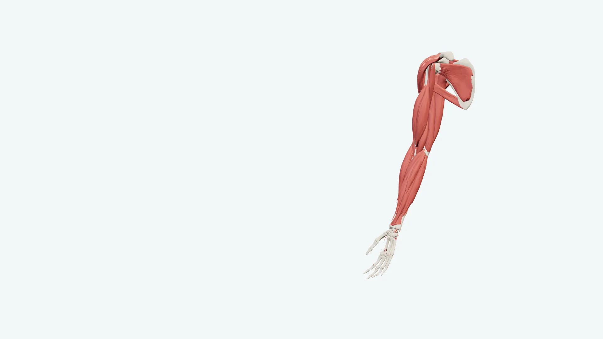 Animación de la app: el brazo en 3D se separa, muestra sus etiquetas, gira, se elige una parte, todo se vuelve a unir con esa parte resaltada y aparece una nota fijada en ella.
